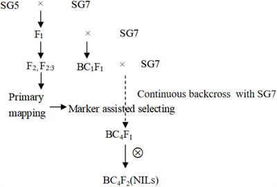 Validating a Major Quantitative Trait Locus and Predicting Candidate Genes Associated With Kernel Width Through QTL Mapping and RNA-Sequencing Technology Using Near-Isogenic Lines in Maize